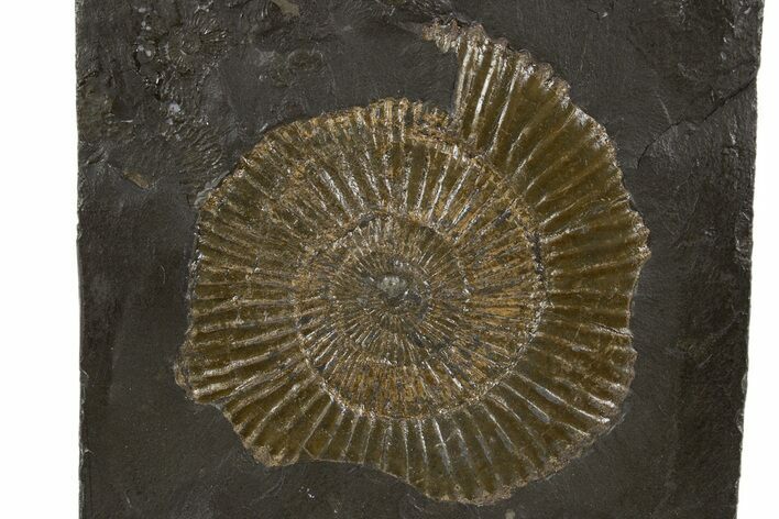 Dactylioceras Ammonite Fossil - Posidonia Shale, Germany #305709